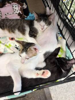 Milo -  Tabby and Domestic Short Hair Cat for Adoption in Walnut Creek, California - Milo | PetCurious
