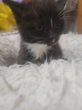 Mathias -  Domestic Medium Hair Cat for Adoption in Lorain, Ohio - Mathias | PetCurious