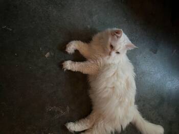 Rescue Persian and Domestic Medium Hair Cats for Adoption in Lucas, Texas - Moon Pie & Batman | PetCurious