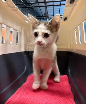 Pixie -  Domestic Short Hair Cat for Adoption in Pierceton, Indiana - Pixie | PetCurious