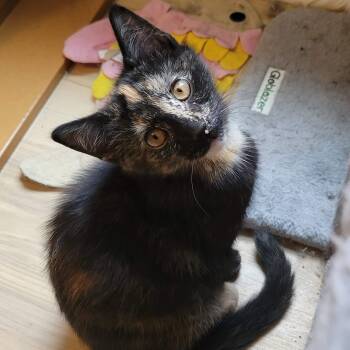 NovaLee -  Tortoiseshell and Domestic Short Hair Cat Available for Adoption in Sanford, North Carolina - NovaLee | PetCurious
