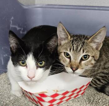 Domestic Short Hair Cats Available for Adoption in Los Angeles, California - Glenn | PetCurious