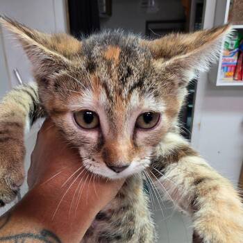 Sammy -  Domestic Short Hair Cat for Adoption in Leander, Texas - Sammy | PetCurious