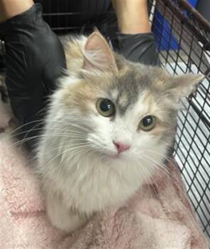 CALI -  Domestic Long Hair Cat for Adoption in Redlands, California - CALI | PetCurious