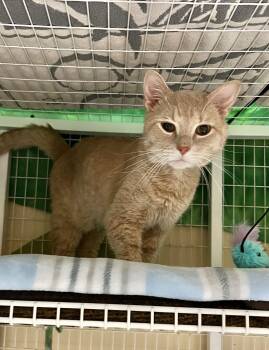 Domestic Short Hair Cats Available for Adoption - Roy | PetCurious