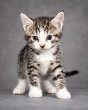 Care Bear -  American Shorthair Cat Available for Adoption in Miami, Florida - Care Bear | PetCurious