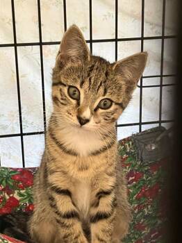 Mary kate -  Domestic Short Hair Cat for Adoption in Lunenburg, Massachusetts - Mary Kate | PetCurious