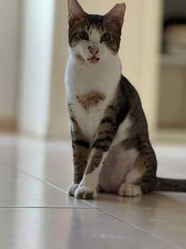 Rescue Domestic Short Hair Cats for Adoption in Burnaby, British Columbia - Karma | PetCurious