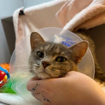 Bullseye -  Domestic Short Hair Cat for Adoption in Pittsburgh, Pennsylvania - Bullseye | PetCurious