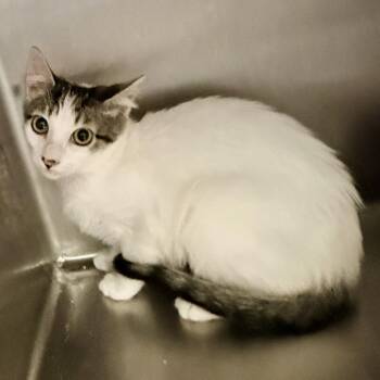 Isabelle -  Domestic Short Hair Cat for Adoption in Palm Springs, California - Isabelle | PetCurious
