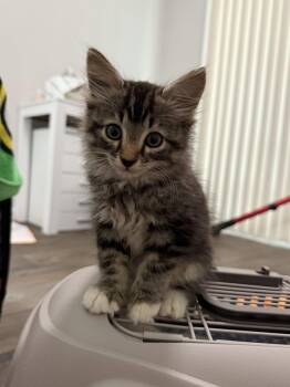 Zee -  Tabby Cat for Adoption in Orlando, Florida - Zee | PetCurious