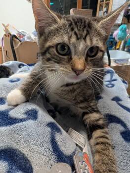 Teddy -  Domestic Short Hair Cat for Adoption in Allison Park, Pennsylvania - Teddy | PetCurious