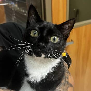 Zenni -  Domestic Short Hair Cat for Adoption in Baltimore, Maryland - Zenni | PetCurious