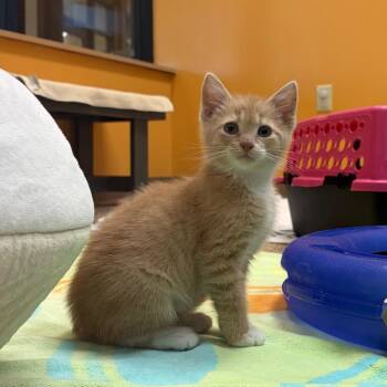 Viro -  Domestic Short Hair Cat for Adoption in Cheyenne, Wyoming - Viro | PetCurious