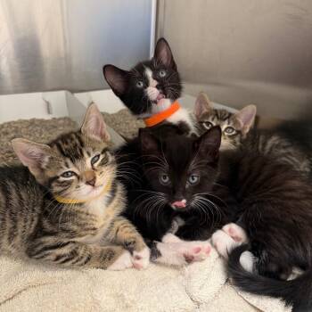 Nickel (orange collar) -  Domestic Short Hair Cat for Adoption in Philadelphia, Pennsylvania - Nickel (orange Collar) | PetCurious