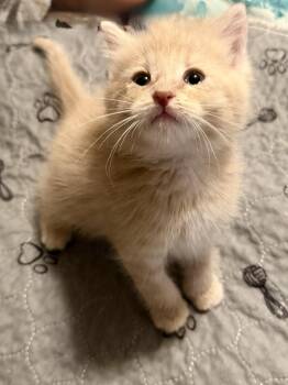 Westley -  Domestic Short Hair Cat for Adoption in Ottawa, Ontario - Westley | PetCurious
