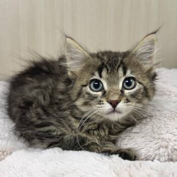 Bagheera -  Domestic Long Hair Cat for Adoption in East Hampton, New York - Bagheera | PetCurious