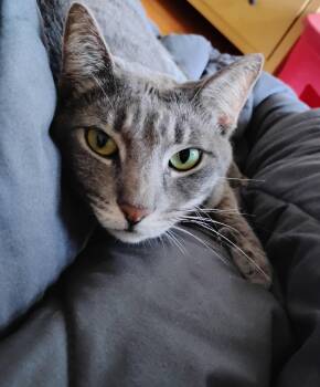 Trixie -  Domestic Short Hair Cat for Adoption in Woodland, California - Trixie | PetCurious