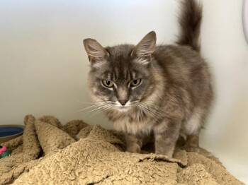 WISP -  Domestic Medium Hair Cat for Adoption in Mckinleyville, California - WISP | PetCurious