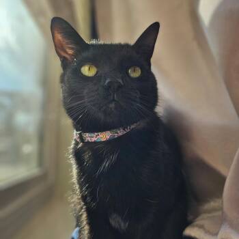 Rescue Domestic Short Hair Cats for Adoption in Phoenix, Arizona - Louie | PetCurious