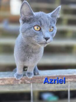 Rescue Domestic Short Hair Cats for Adoption in Rustburg, Virginia - Ariel - Not At Shelter (Carisa) | PetCurious