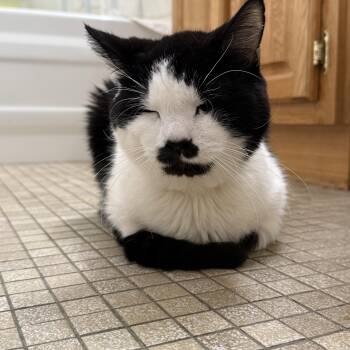 Hank -  Domestic Short Hair Cat for Adoption in Worcester, Massachusetts - Hank | PetCurious