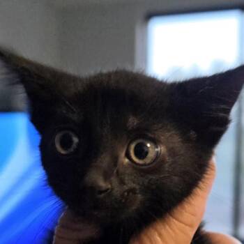 Bowser -  Domestic Short Hair Cat for Adoption in Des Moines, Iowa - Bowser | PetCurious