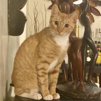 Freddie -  Domestic Short Hair Cat for Adoption in Los Angeles, California - Freddie | PetCurious
