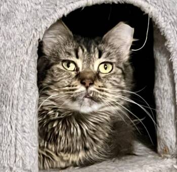 Tabby and Domestic Long Hair Cats Available for Adoption in Vaughan, Ontario - Mojo | PetCurious