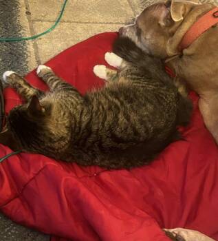 Tabby and Domestic Medium Hair Cats Available for Adoption - Benny Puffin | PetCurious