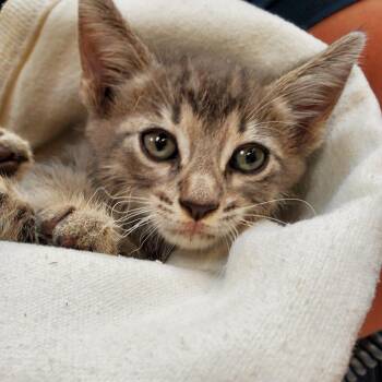 Percy (Cooper) -  Domestic Short Hair Cat for Adoption in Branson, Missouri - Percy (Cooper) | PetCurious