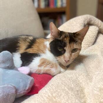 Domestic Short Hair Cats Available for Adoption in Elyria, Ohio - Ruthie | PetCurious