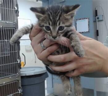 NALA -  Domestic Short Hair Cat for Adoption in Salinas, California - NALA | PetCurious