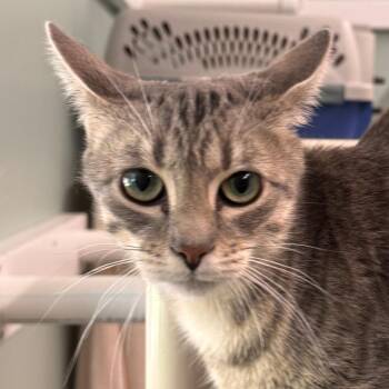 Squirrel -  Domestic Short Hair Cat for Adoption in Pittsford, Vermont - Squirrel | PetCurious