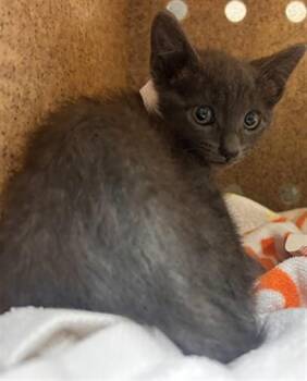 PRADA -  Domestic Short Hair Cat for Adoption in Riverside, California - PRADA | PetCurious