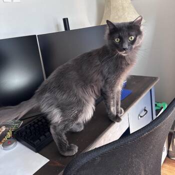 Domestic Long Hair Cats Available for Adoption in Gibsonia, Pennsylvania - Rhino | PetCurious