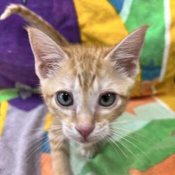 Star Lord -  Domestic Short Hair Cat for Adoption in Bear, Delaware - Star Lord | PetCurious