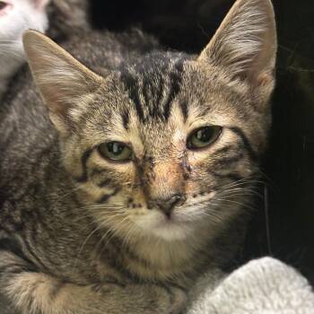 Yott -  Domestic Short Hair Cat for Adoption in Jasper, Indiana - Yott | PetCurious