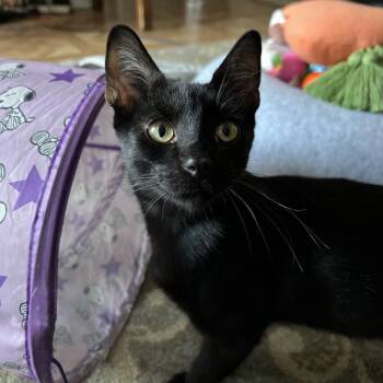 Jason -  Domestic Short Hair Cat for Adoption in Long Beach, California - Jason | PetCurious