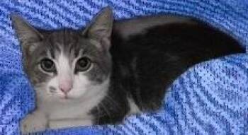 ThompsonSon -  Domestic Short Hair Cat for Adoption in Simcoe, Ontario - ThompsonSon | PetCurious