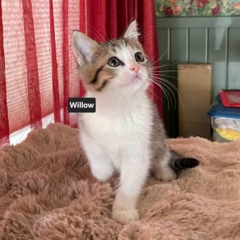 Willow -  Tabby Cat for Adoption in Wyandotte, Michigan - Willow | PetCurious