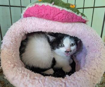 Zappa -  Tuxedo Cat for Adoption in Somerset, Kentucky - Zappa | PetCurious