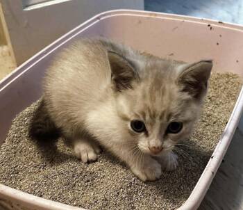 Gravy -  Domestic Short Hair Cat Available for Adoption in Bossier City, Louisiana - Gravy | PetCurious