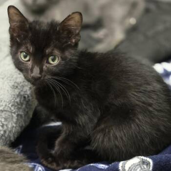 Albie -  Domestic Short Hair Cat for Adoption in Wickenburg, Arizona - Albie | PetCurious