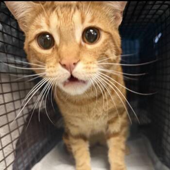 Domestic Short Hair Cats Available for Adoption in Midland, Texas - Neme | PetCurious