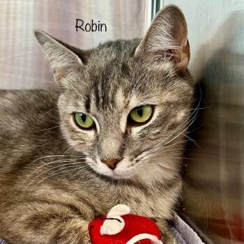 Robin -  Domestic Short Hair Cat for Adoption in Madisonville, Tennessee - Robin | PetCurious
