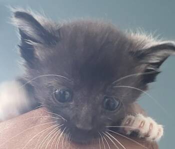 dewey -  Domestic Short Hair Cat for Adoption in Lawrenceville, Georgia - Dewey | PetCurious