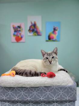 Nutmeg - Stunning lynx point Siamese -  Siamese and Domestic Short Hair Cat for Adoption in Muskego, Wisconsin - Nutmeg - Stunning Lynx Point Siamese | PetCurious