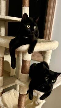 Goober & Raisin ( Bonded kittens) -  Domestic Short Hair Cat for Adoption - Goober & Raisin ( Bonded Kittens) | PetCurious