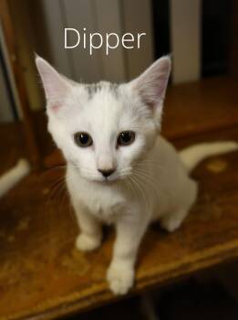 Rescue Domestic Short Hair Cats for Adoption - Dipper | PetCurious